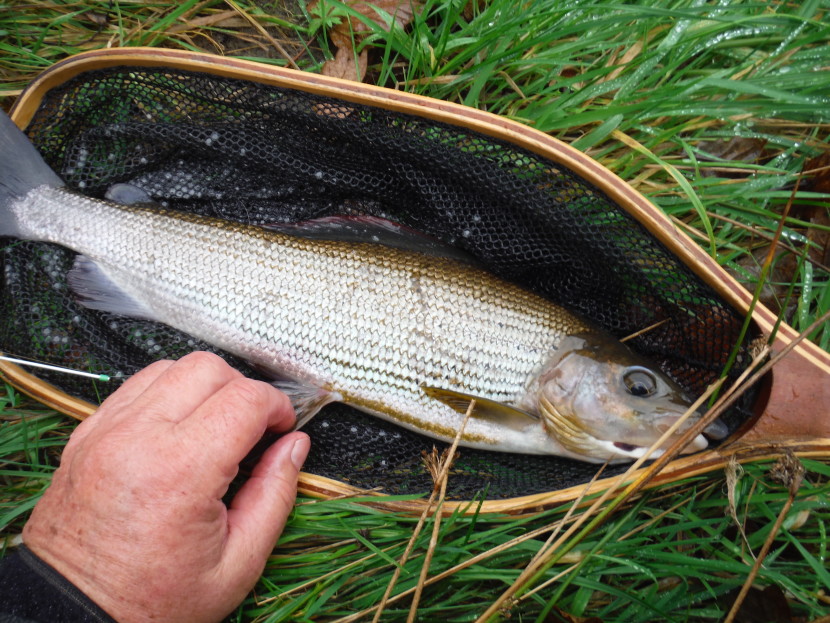 Irfon grayling